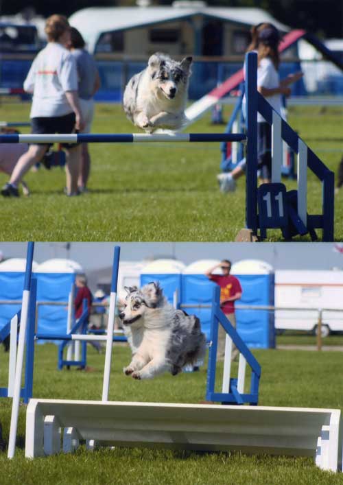 Dixie Competing at Agility