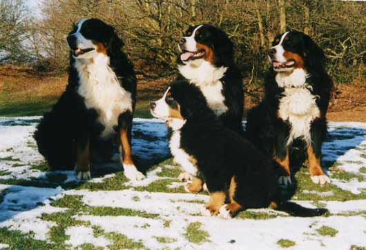 Bailey, Bess, Susie & Remy