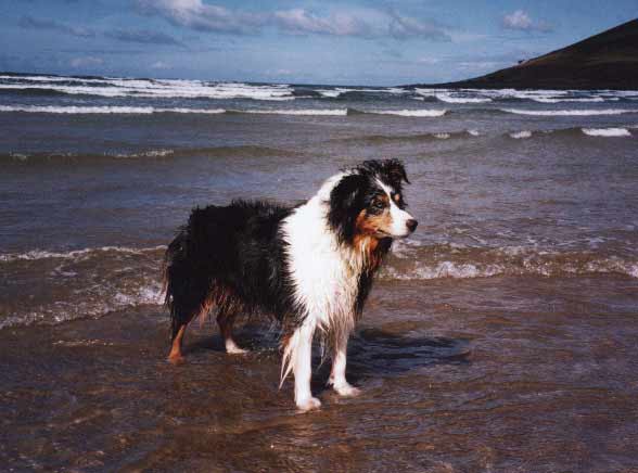 Jay in the sea 2001