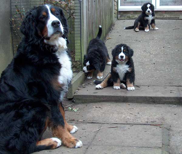 Remy with 3 of her pups