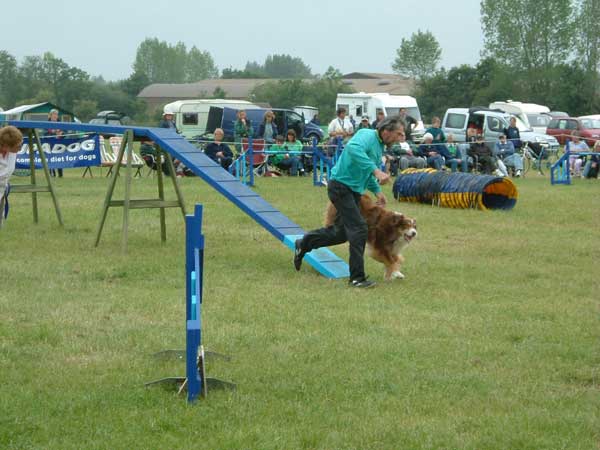 Rio in the agility final